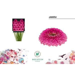 Germini Pomponi Janou Diamond per kaart