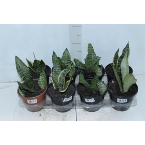 SANSEVIERIA VARIADO P15