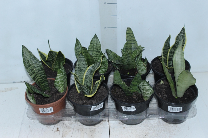 <h4>SANSEVIERIA VARIADO P15</h4>