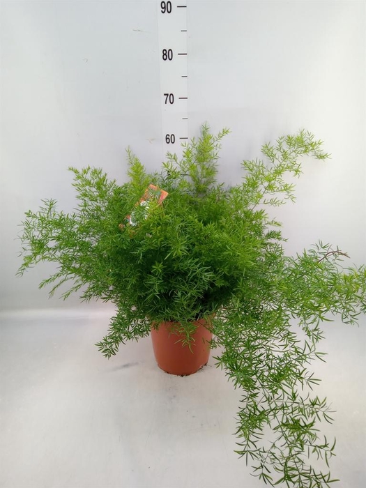 <h4>Asparagus dens. 'Cwebe'</h4>