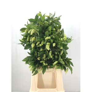 CARPINUS