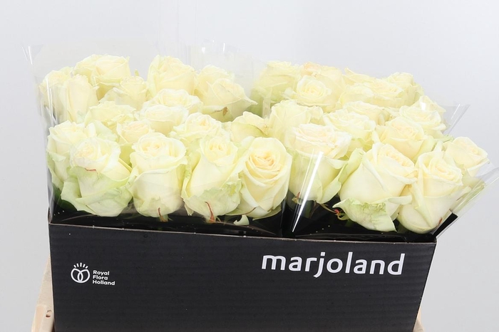 <h4>R Gr Dolomiti</h4>