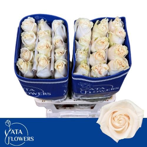 <h4>R GR VENDELA</h4>