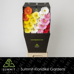 GE MI MIXED SPRINGFEVER