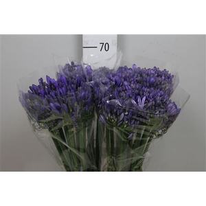 Agap Eyfori Blue
