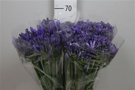<h4>Agap Eyfori Blue</h4>