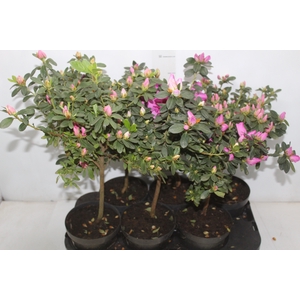 AZALEIA ARVORE P15 FORMATO ARVORE
