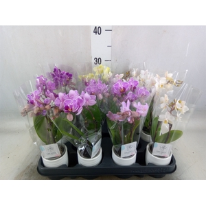 Phalaenopsis   ...mini