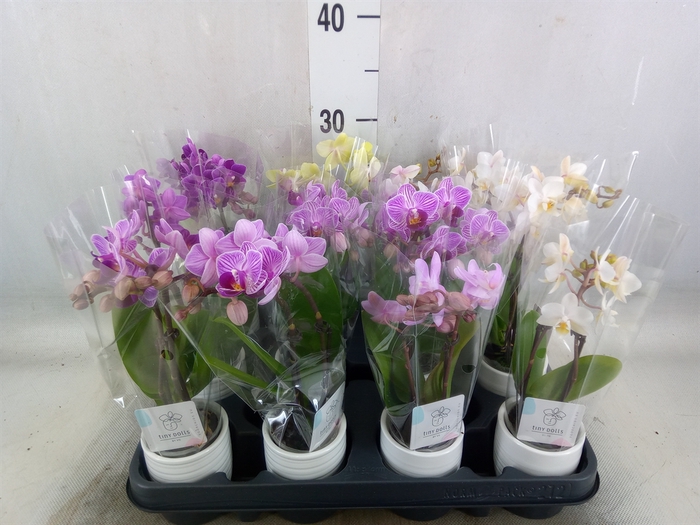 <h4>Phalaenopsis   ...mini</h4>