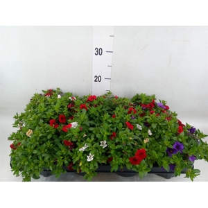 Calibrachoa  'Cabaret MM Cafe Pari'