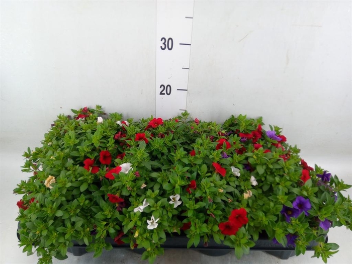 <h4>Calibrachoa  'Cabaret MM Cafe Pari'</h4>