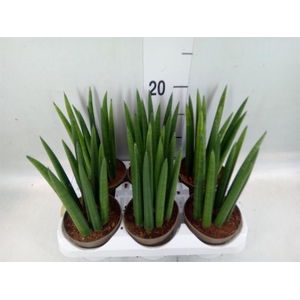 Sansevieria cyl.  ...