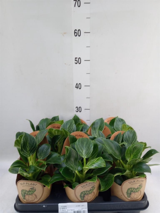 <h4>Philodendron   ...</h4>