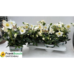 HELLEBORUS GOLD WINTERGOLD P17 40+