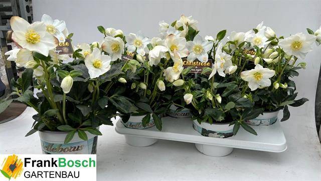 <h4>HELLEBORUS GOLD WINTERGOLD P17 40+</h4>