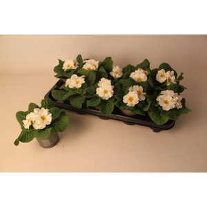 Primula ac. 'Cairo White'