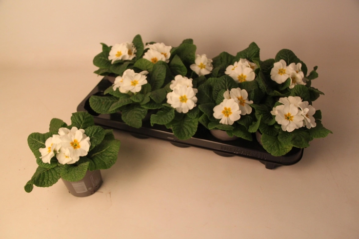 <h4>Primula ac. 'Cairo White'</h4>