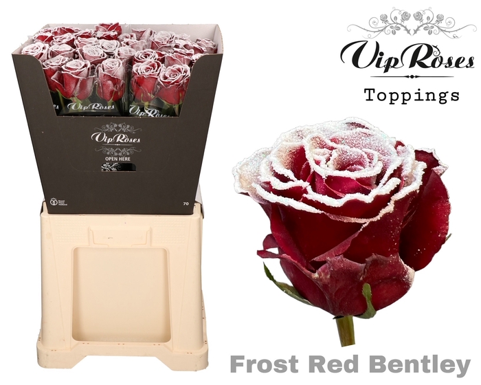 <h4>R GR FROST RED BENTLEY x20</h4>