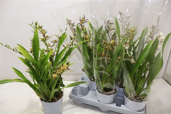 <h4>Brassia Summer Dream</h4>