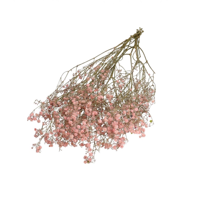 <h4>Droogbloem Gyps 70cm 50g</h4>