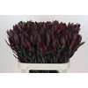 Leucadendron Saf Sunset Dark R.