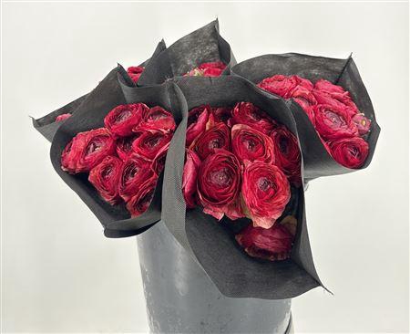 <h4>Ran Suc Pandora Sup</h4>