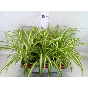 Chlorophytum com. 'Variegatum'