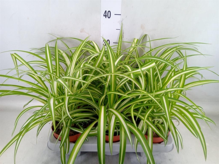 <h4>Chlorophytum com. 'Variegatum'</h4>