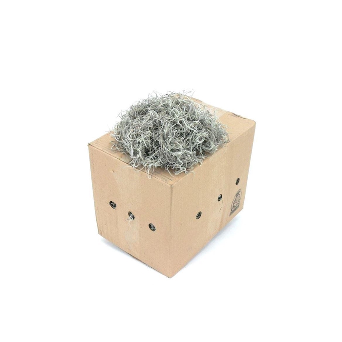 <h4>Mos Tillandsia Grof</h4>