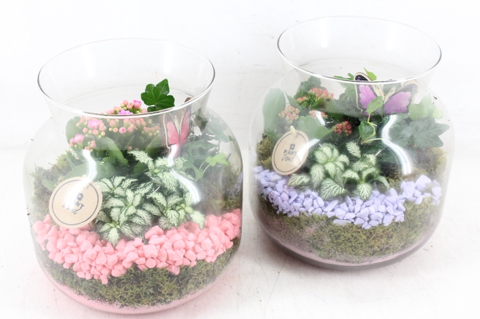 <h4>arr2 PL - Glas candy L x2 - lila/roze</h4>