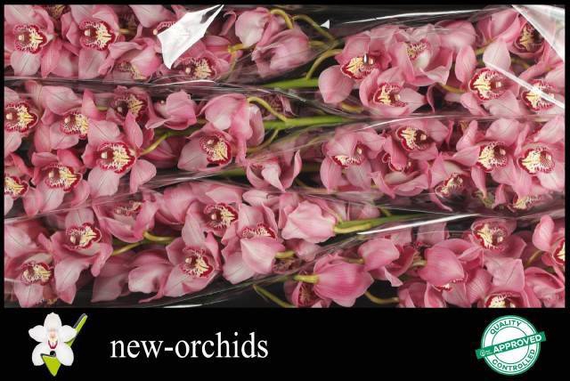 <h4>CYMB T SKY SCRAPER</h4>