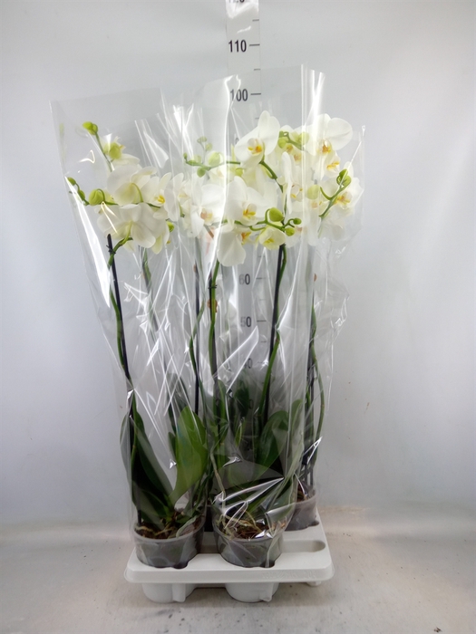 <h4>Phalaenopsis   ...white</h4>