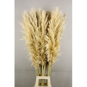 DF Pampas 140cm Natural White