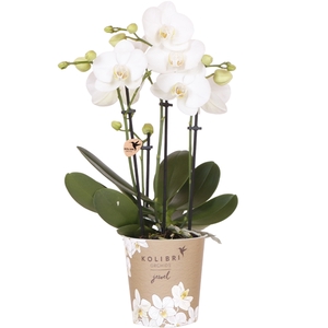 Kolibri Orchids Phalaenopsis Jewel white 4spike