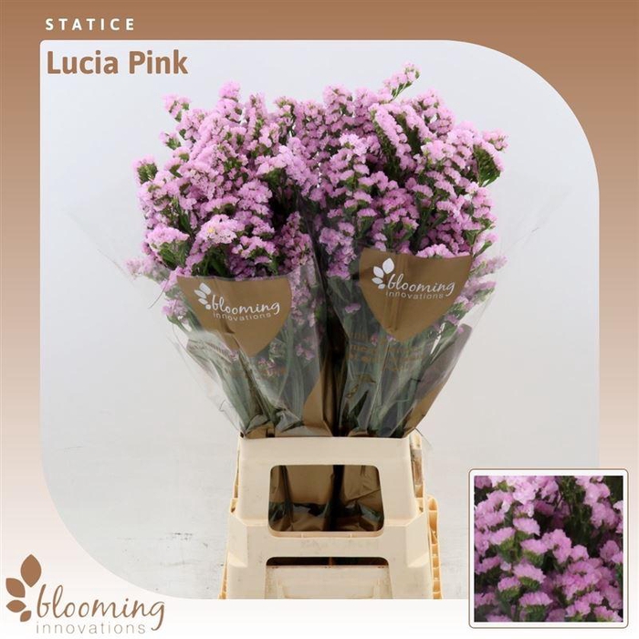 <h4>Statice Lucia Pink</h4>