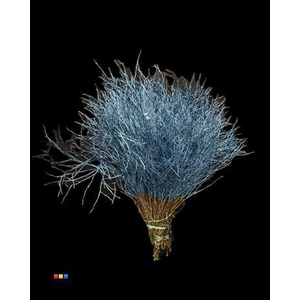 Vaccinium / Heidelbeer Metallic Blue