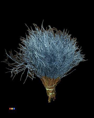 <h4>Vaccinium / Heidelbeer Metallic Blue</h4>