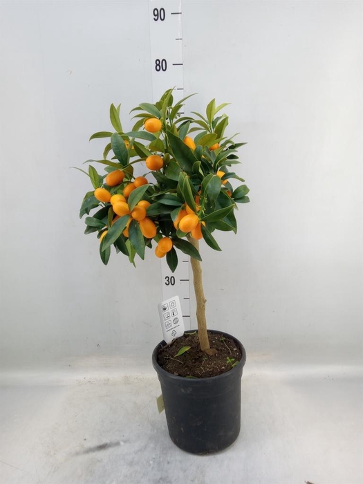 <h4>Citrus   ...</h4>