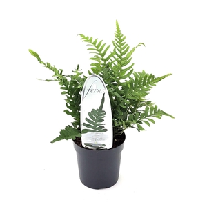 Polypodium vulgare
