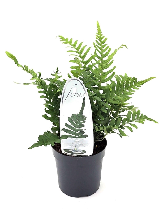 <h4>Polypodium vulgare</h4>