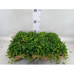 Senecio herreianus