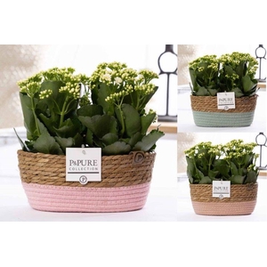 2x Kalanchoe white in P&PURE Fieldbasket 7