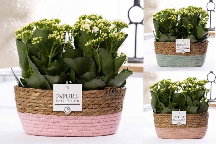 <h4>2x Kalanchoe white in P&PURE Fieldbasket 7</h4>