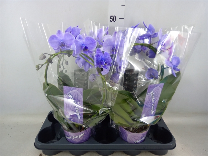 <h4>Phalaenopsis   ...</h4>