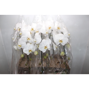 PHALAENOPSIS CASCATA P15 BRANCO MIN 11 FLS
