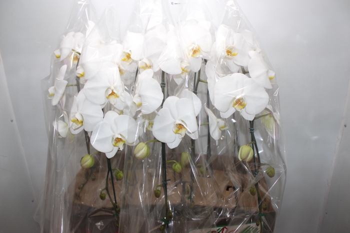 <h4>PHALAENOPSIS CASCATA P15 BRANCO MIN 11 FLS</h4>