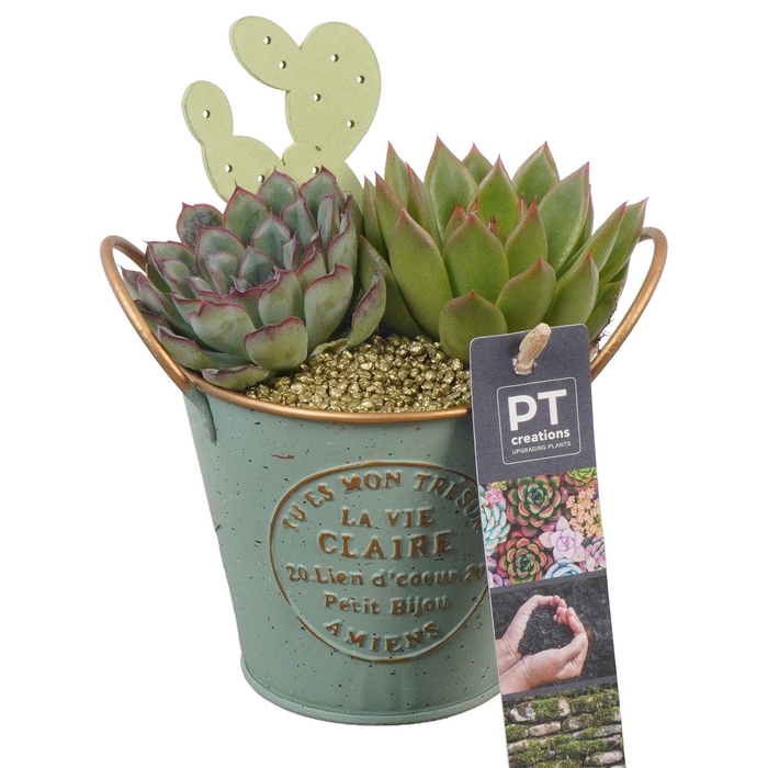 <h4>PTSU8508 Arrangement Succulenten in metaal potje</h4>