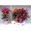 BOUGAINV DANIA