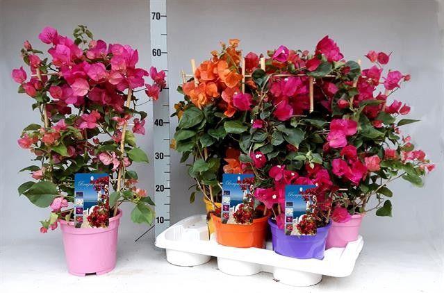 <h4>BOUGAINV DANIA</h4>