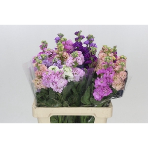 Matthiola Mix